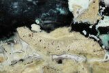 Polished Petrified Chrysocolla Wood Slab - Indonesia #186388-1
